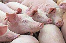 photo of farm pigs
