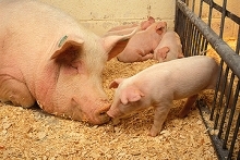 Pigs in an enclosure