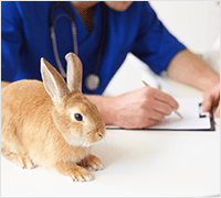 A rabbit sitting on table next to a veterinarian