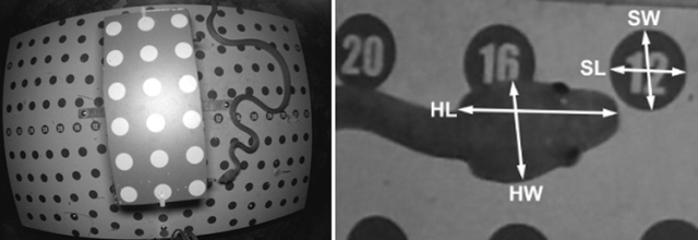 NWRC Spotlight: Capturing Valuable Snake Data Using Cameras | Animal ...