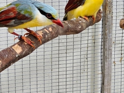 close up image of two magpies perched on a branch in a housing enclosure