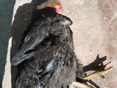 black chicken infested with New World screwworm