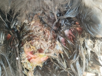 close up of chicken infested with New World screwworm