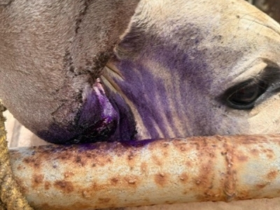 Cow treated for New World screwworm