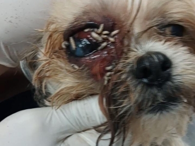 Dog with New World screwworm infestation