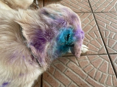 Dog treated for New World screwworm infestation