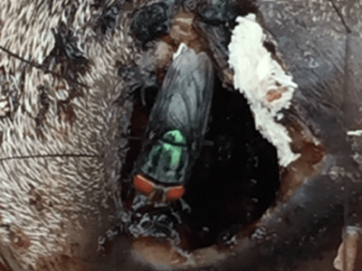 New World screwworm fly and eggs