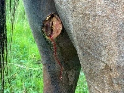 New World infestation in a horse