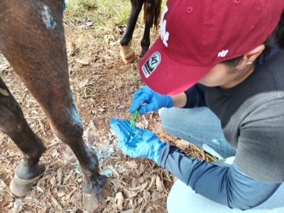 Inspecting New World screwworm larvae from an infested horse