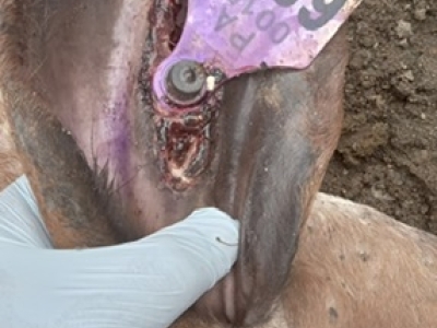 New World screwworm-infested eartag wound