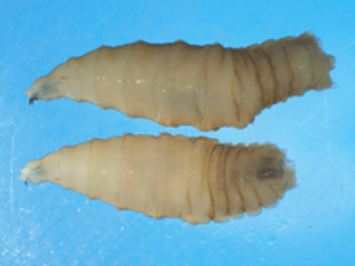 Two New World screwworm larvae