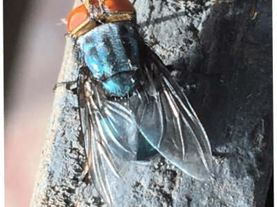 New World screwworm adult fly