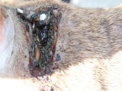 New World screwworm fly, larva, and egg in a wound