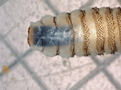 New World screwworm larva