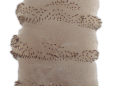 New World screwworm larva