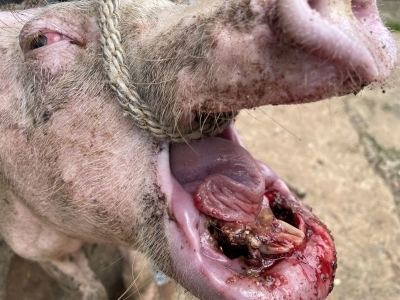 Pig mouth infested with New World screwworm