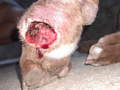Dog paw with NWS myiasis
