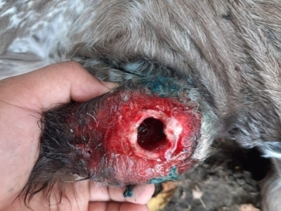 Tunneling wound from NWS myiasis