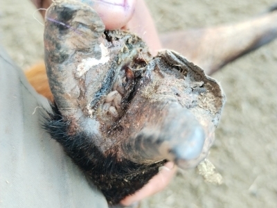 Closeup of animal's hoof infested with NWS