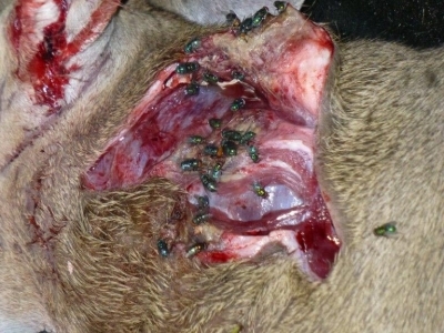 NWS flies attracted to an animal wound