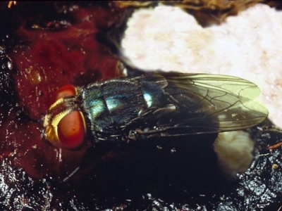 NWS fly with egg mass on wound
