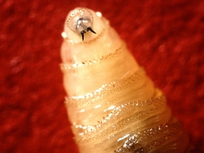 NWS larva