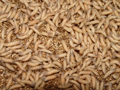 mature NWS larvae