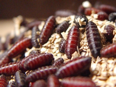 NWS pupae