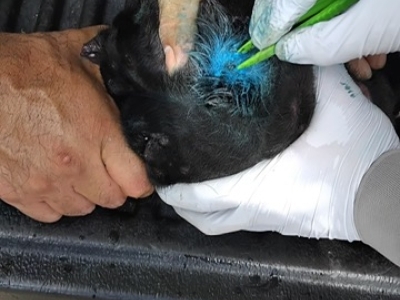 Closeup view of a person using tweezers to retrieve NWS larvae from an animal