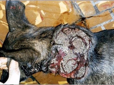 Severe NWS myiasis on a dog's neck