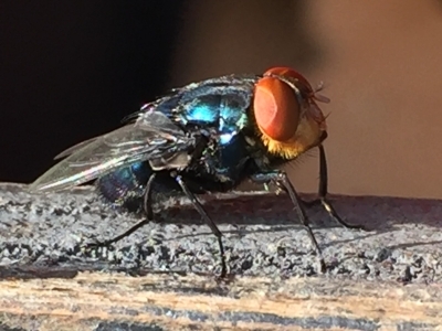 closeup image of a New World screwworm fly