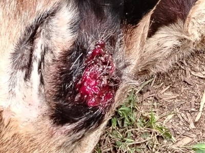 close up of a goat with a wound from New World screwworm infestation