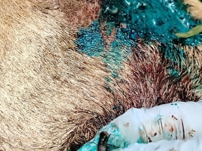close up of a goat with a wound being treated for New World screwworm infestation