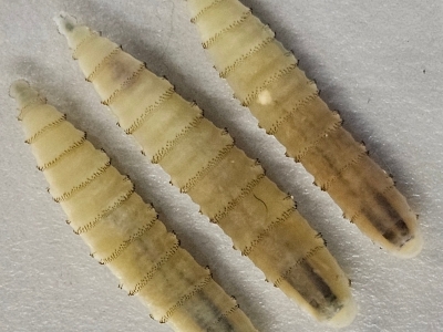 close up image of three New World screwworm larvae