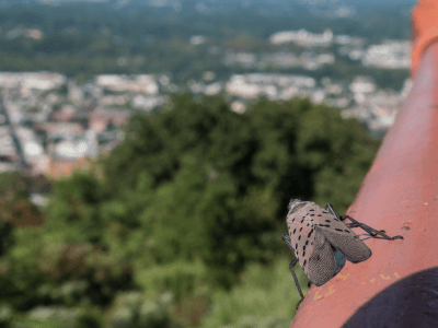 Adult spotted lanternfly back