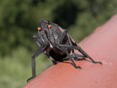 Adult spotted lanternfly front