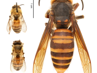 (left) European honey bee (Apis mellifera) | (right) northern giant hornet (Vespa mandarinia)