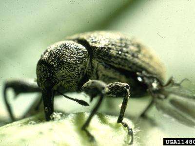 Close up of an adult boll weevil feeding on a cotton boll. 