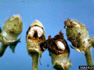 Four immature green cotton bolls with adult and larval boll weevils.