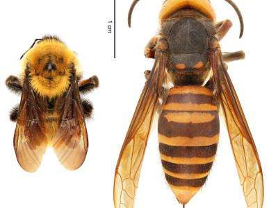 (left) Yellow bumblebee (Bombus fervidus) | (right) northern giant hornet (Vespa mandarinia)