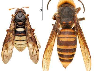 (left) Elm sawfly (Cimbex Americana) | (right) northern giant hornet (Vespa mandarinia)