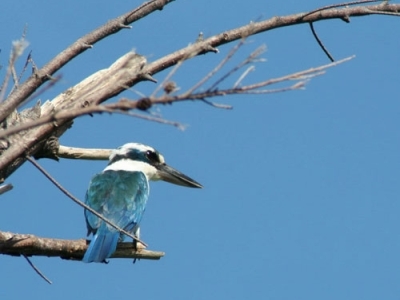 Collared kingfisher