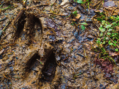 deer tracks in mud