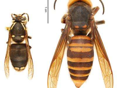 (left) Bald-faced hornet (Dolicovespula maculata) | (right) northern giant hornet (Vespa mandarinia)