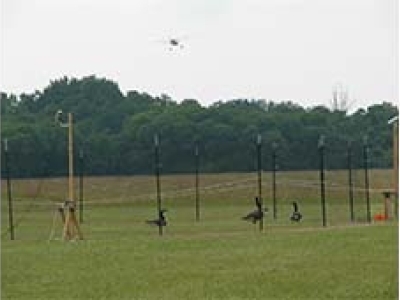 drone moving towards geese