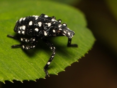 early instar