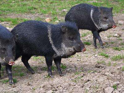 photo of two collared peccary 