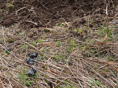 feral swine scat and rooting damage