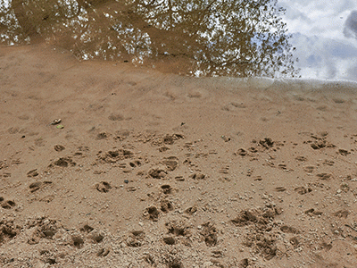 swine hoof prints at edge of pond