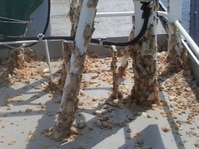 Flighted Spongy Moth Complex egg masses on the deck of a ship